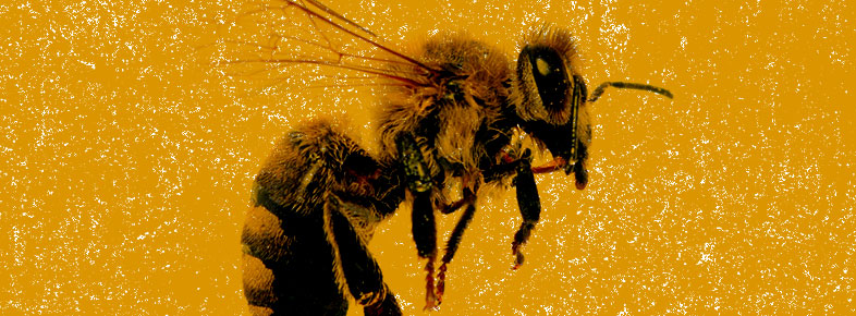 Fabricantes de pesticidas gastam milhões para ocultar desaparecimento de abelhas