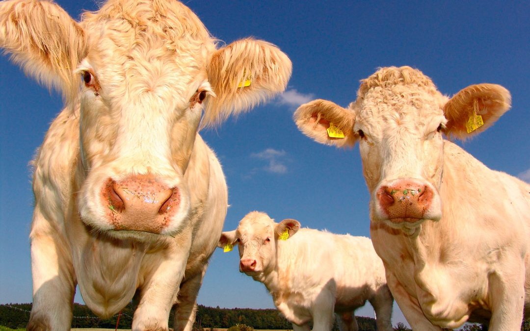 Veganos e criadores de gado lado a lado?