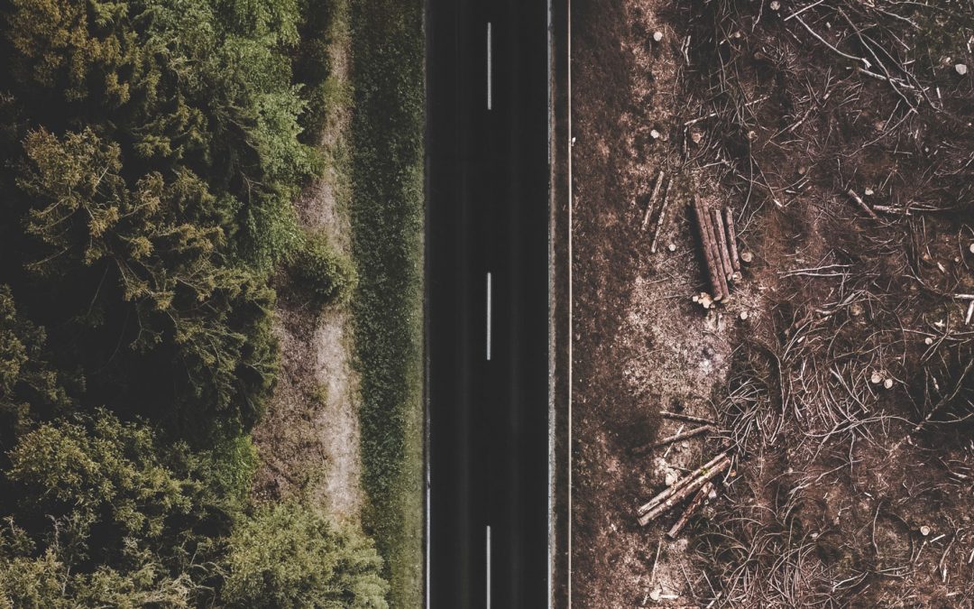 Novo estudo relaciona Tratados de livre comércio com a desflorestação intensa durante os primeiros 3 anos