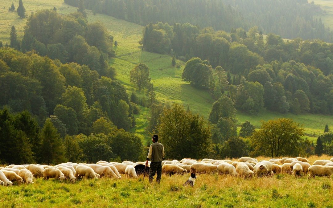 O acordo UE-Mercosul: impactos para a agricultura europeia